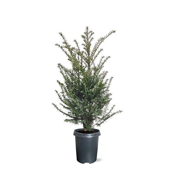 Taxus baccata F00008006