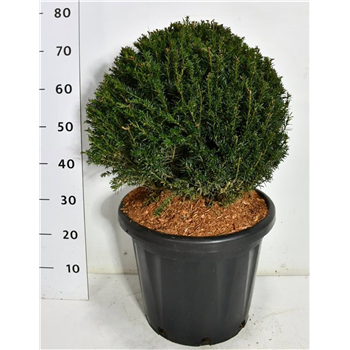 Taxus baccata F00006564