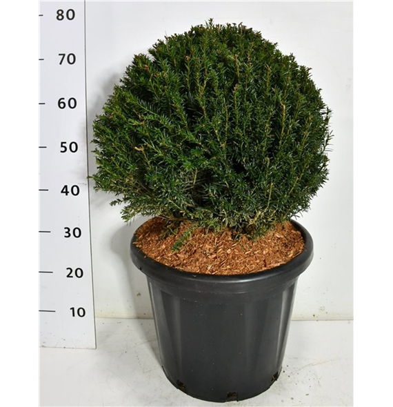 Taxus baccata F00006564