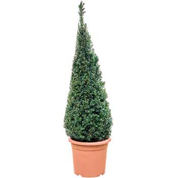 Taxus baccata 5TABAPY24