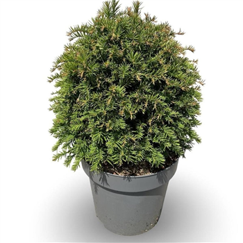 Taxus baccata F00008320