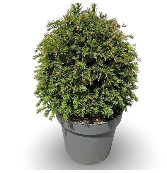 Taxus baccata F00008320
