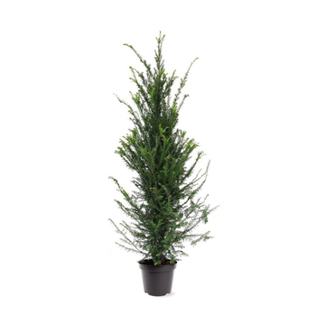 Taxus baccata F00008018