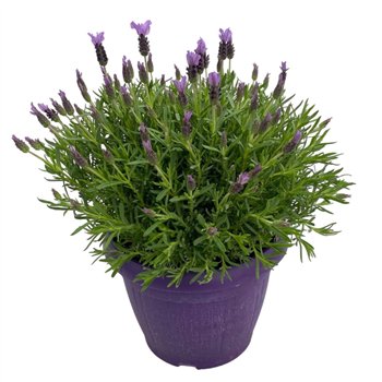 Lavandula stoechas 50cm 25cm Q3048