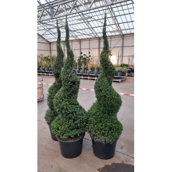Taxus baccata F00006764