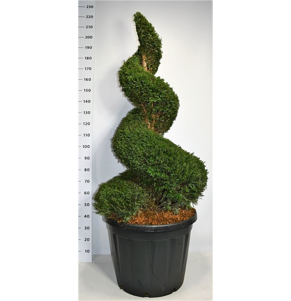 Taxus baccata F00006599