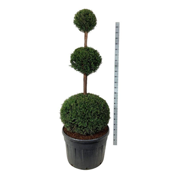 Taxus baccata F00007259