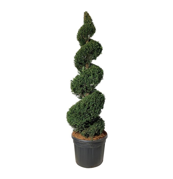 Taxus baccata F00003037