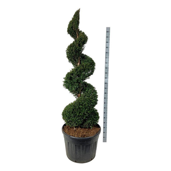 Taxus baccata F00006868