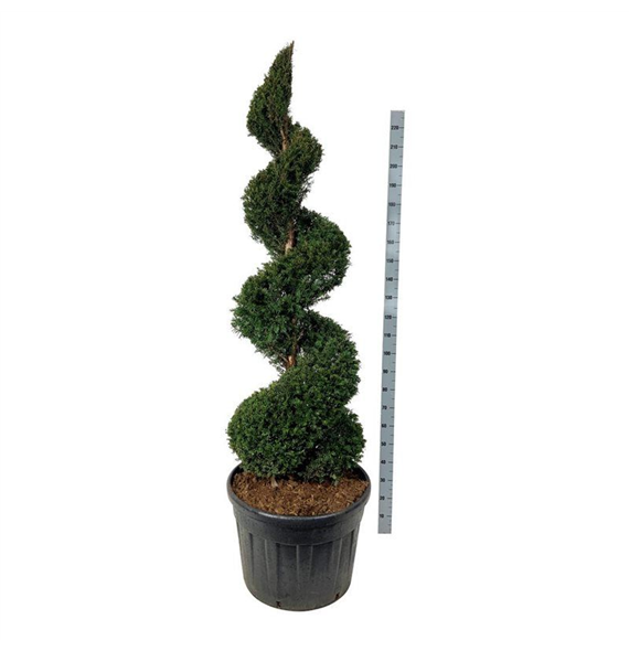 Taxus baccata F00006868