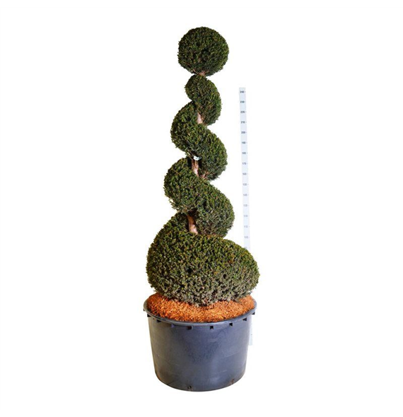 Taxus baccata F00006924