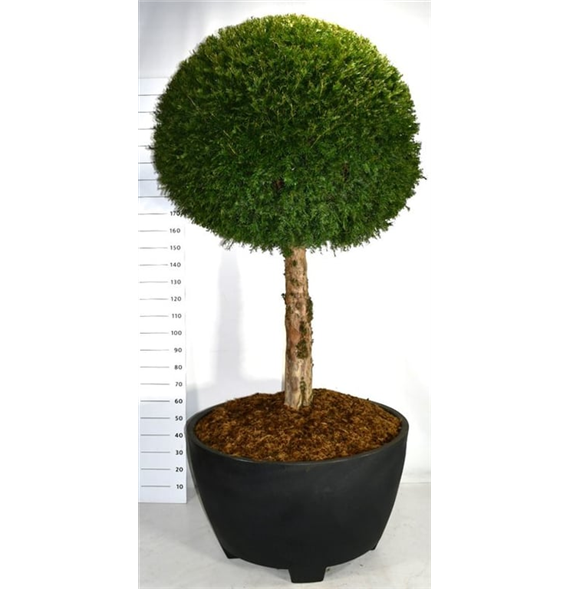 Taxus baccata F00003803