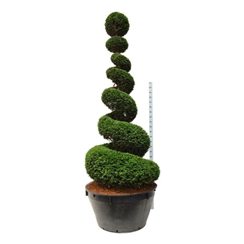 Taxus baccata F00006886