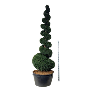 Taxus baccata F00006908