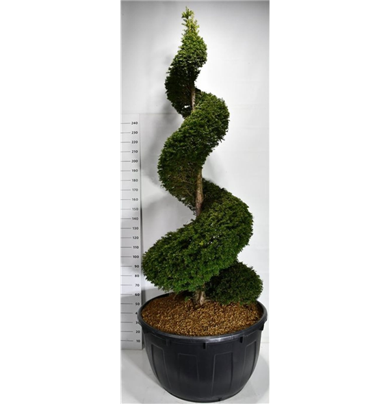 Taxus baccata F00007529