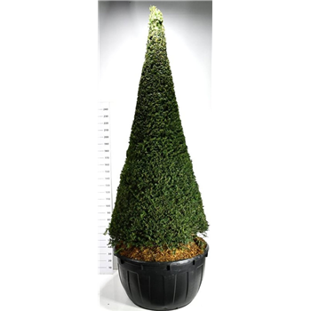 Taxus baccata F00006586