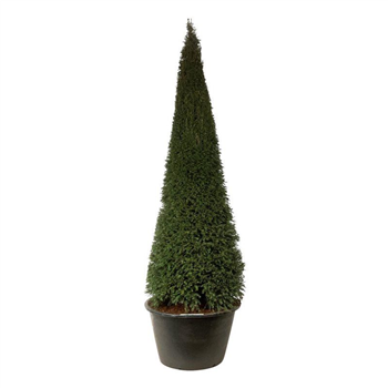 Taxus baccata F00006899