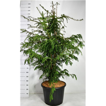 Taxus baccata 'Dovastoniana' F00006605