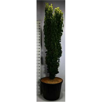 Taxus baccata 'Fastigiata Aurea' F00004181