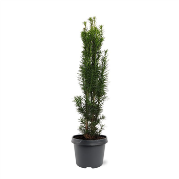 Taxus baccata 'Fastigiata Robusta' F00008266