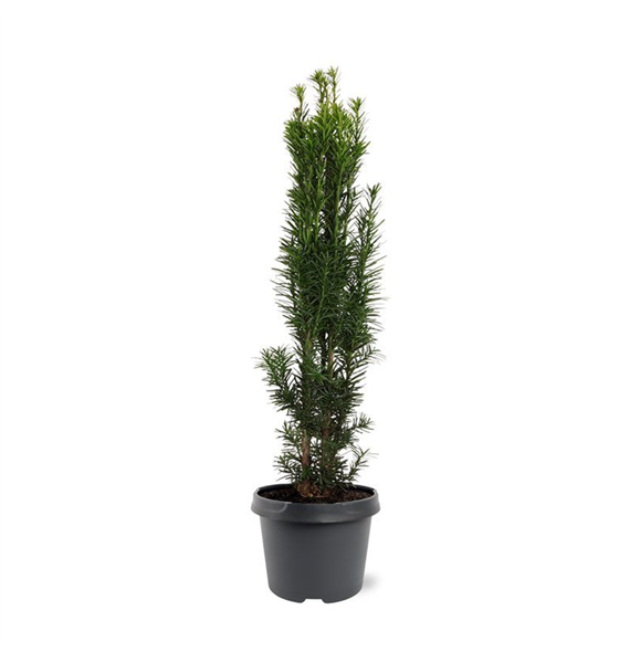 Taxus baccata 'Fastigiata Robusta' F00008266