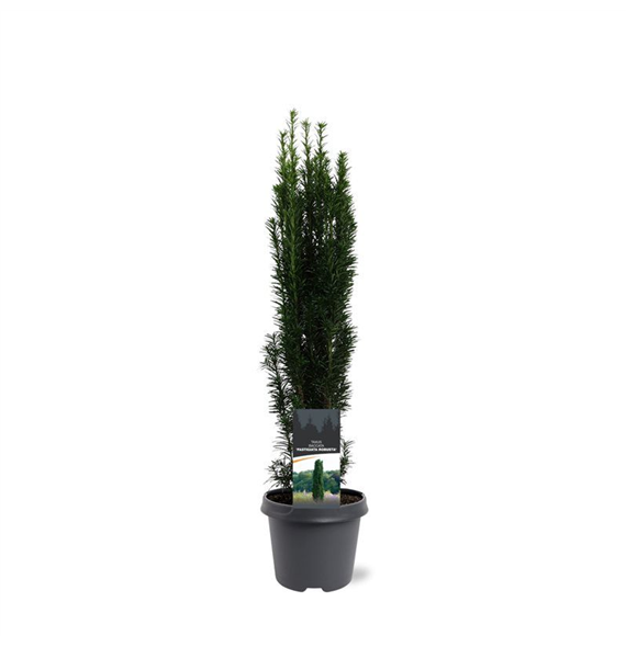 Taxus baccata 'Fastigiata Robusta' F00008016