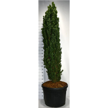 Taxus baccata 'Fastigiata Robusta' F00006443