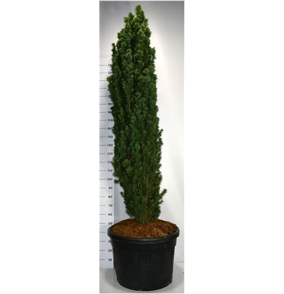 Taxus baccata 'Fastigiata Robusta' F00006443