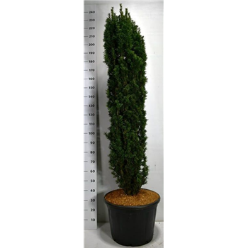 Taxus baccata 'Fastigiata Robusta' F00006272