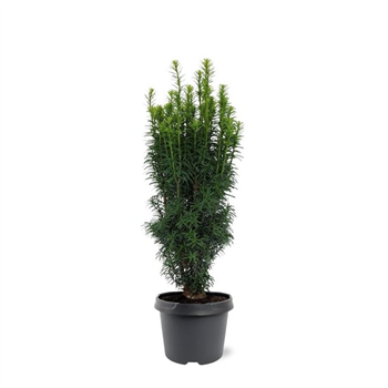 Taxus baccata 'Fastigiata' F00008265