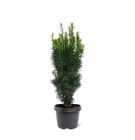 Taxus baccata 'Fastigiata' F00008265