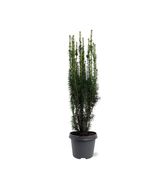 Taxus baccata 'Fastigiata' F00008015