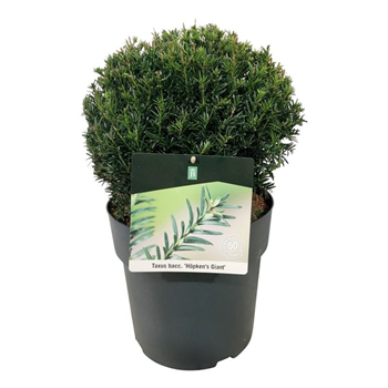 Taxus baccata 'Höpkens Gigant' F00005869