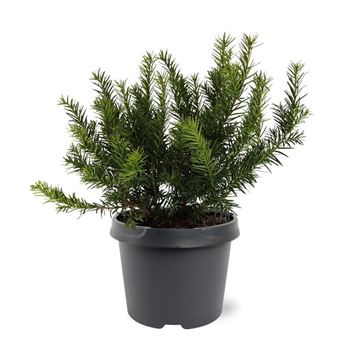 Taxus baccata 'Repandens' F00008020
