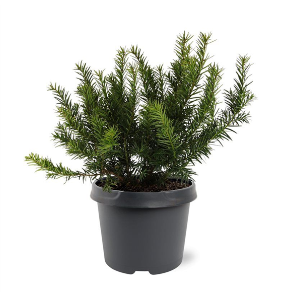 Taxus baccata 'Repandens' F00008020