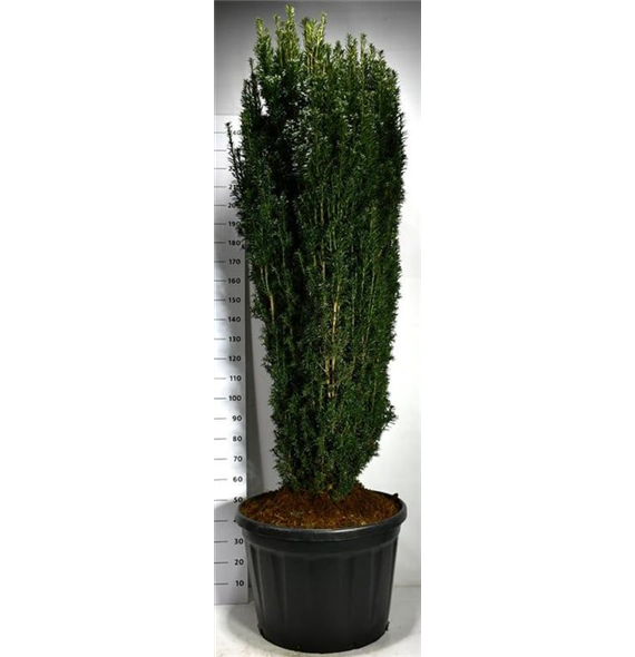 Taxus baccata 'Pirat' F00006275