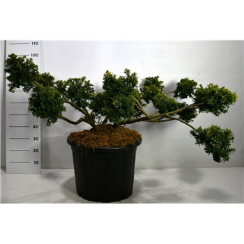 Taxus baccata 'Summergold' F00006302