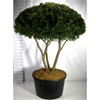 Taxus cuspidata F00006091