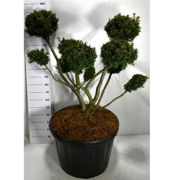 Taxus media 'Farmen' F00006140