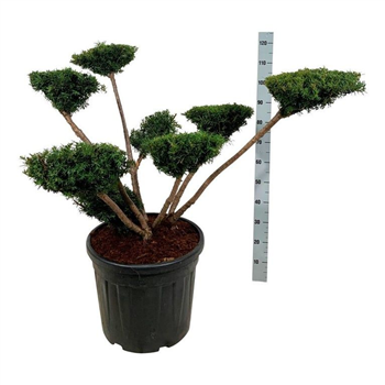 Taxus media 'Farmen' F00007171