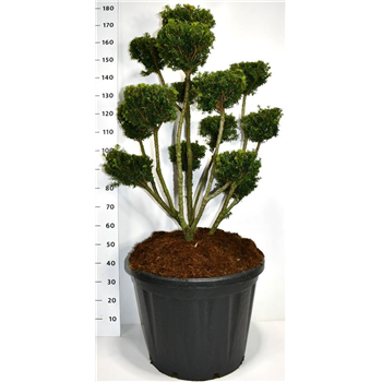 Taxus media 'Farmen' F00003830