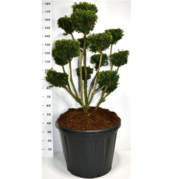 Taxus media 'Farmen' F00003830
