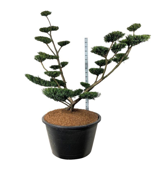 Taxus media 'Farmen' F00006998