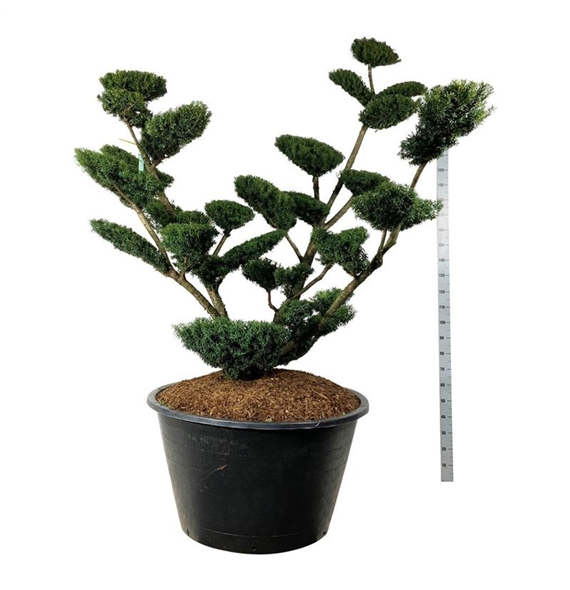Taxus media 'Farmen' F00007022