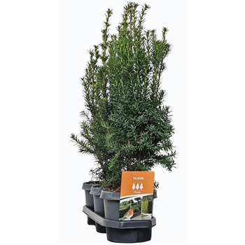 Taxus media 'Hicksii' F00008045