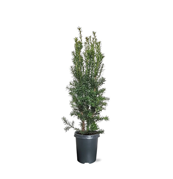 Taxus media 'Hicksii' F00008024