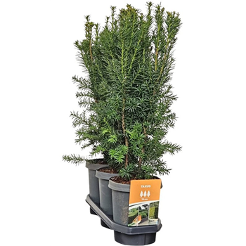 Taxus media 'Hicksii' F00008046