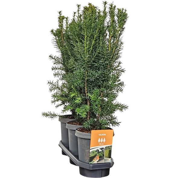 Taxus media 'Hicksii' F00008046
