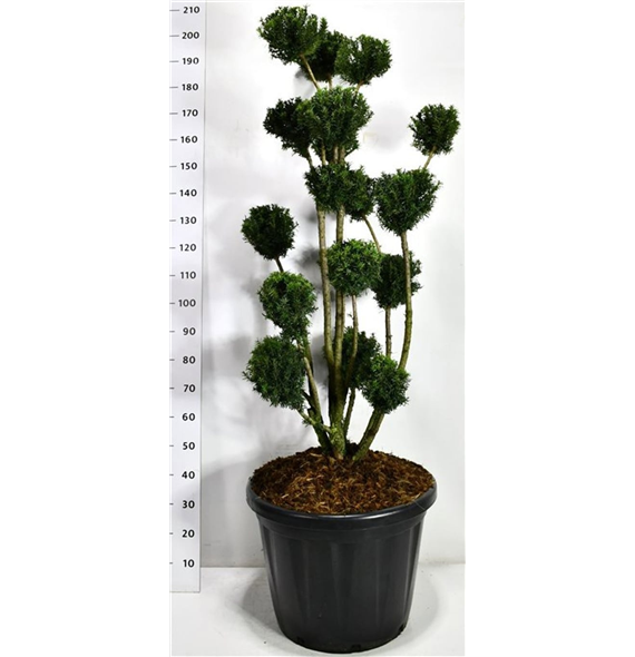 Taxus media 'Hicksii' F00006544