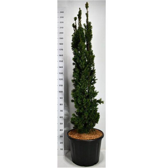 Taxus media 'Viridis' F00006604